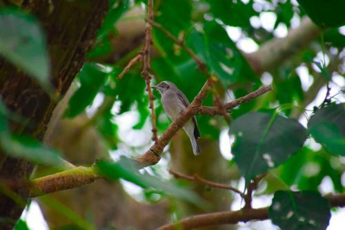 Bed & Breakfast Hotel Birds View