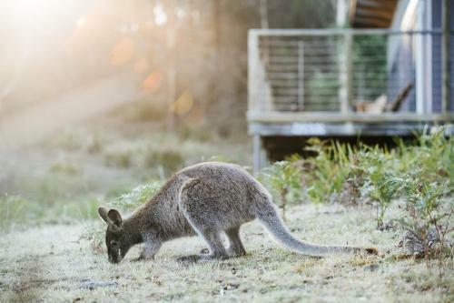 Lodge Freycinet Eco Retreat