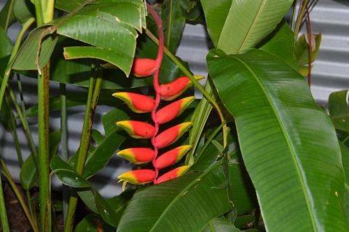 Bed & Breakfast Turmeric Gardens