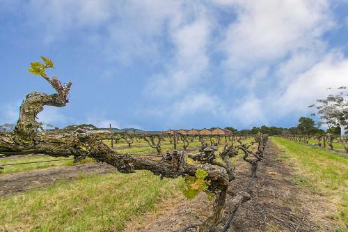 Hostal Barossa Vineyard Guesthouse