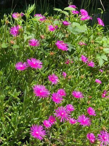 C� Dal Bosc E C� Sgr�scia