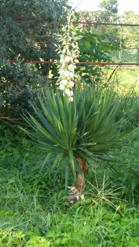 Bed & Breakfast Private House In Kobuleti