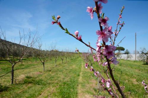 Agroturismo Giardino Di Maremma