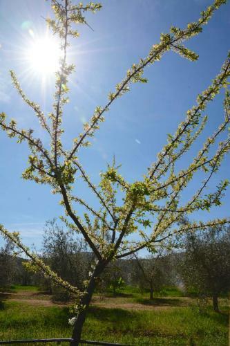 Agroturismo Giardino Di Maremma