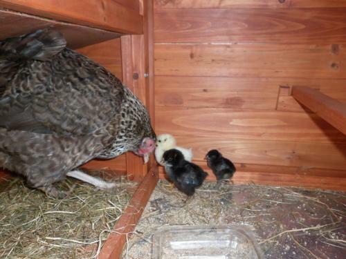 Airds Farmhouse Bed And Breakfast
