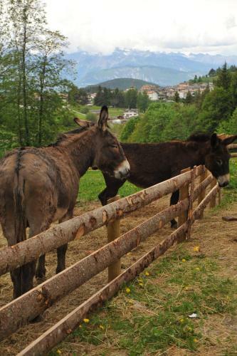 Hotel Albergo Garni' Laura
