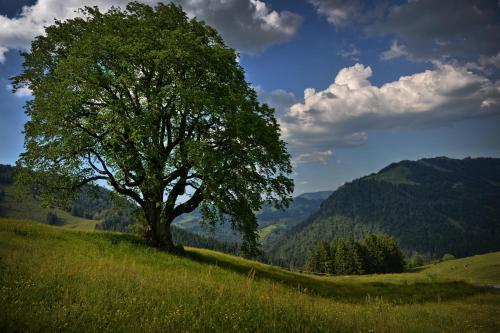 Bergh�s Schratt - Vegetarisches Und Veganes Biohotel