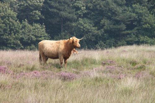 Vakantiepark Bosmeer