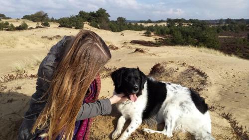 Vakantiepark Bosmeer