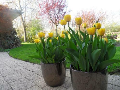 Bed & Breakfast Villa Voorncamp