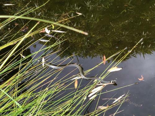 Ferienhaus Seeperle Wendisch Rietz Scharm�tzelsee