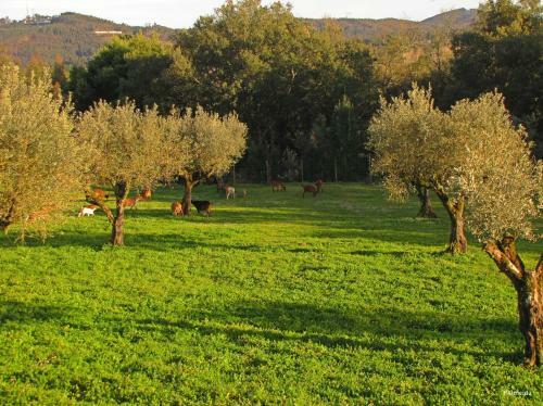 Agroturismo Quinta Do Cerquito