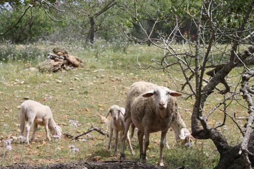 Agroturismo La Pitiusa