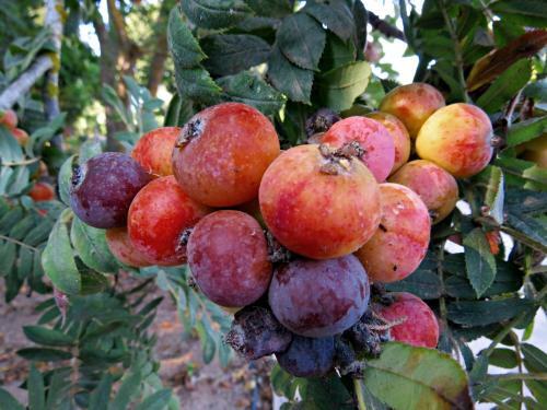 Agroturismo L'orto
