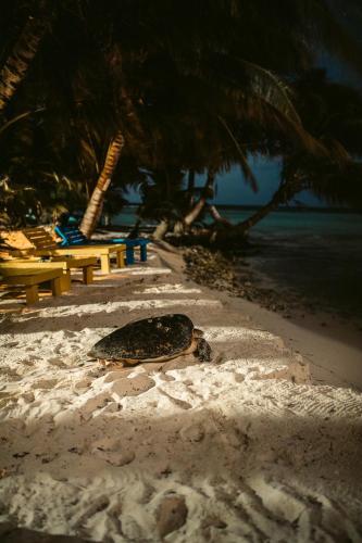 Hotel Ranguana Caye Cabanas