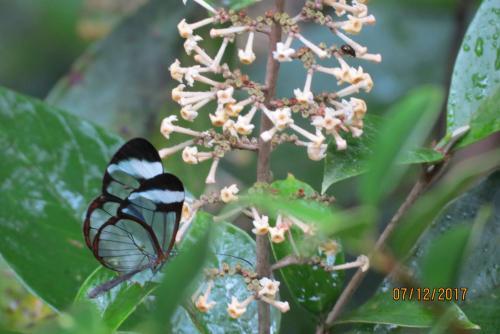 Bed & Breakfast Alto Boquete Hostal