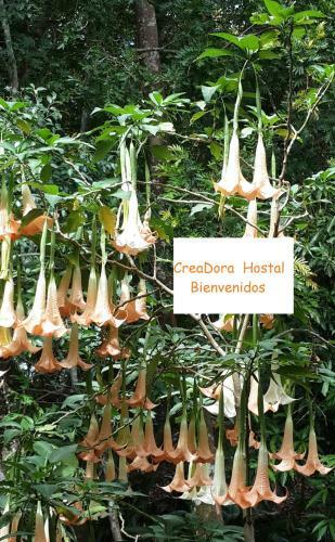 Bed & Breakfast Alto Boquete Hostal