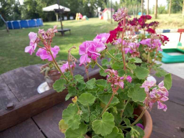 Bed & Breakfast La Rosa Tra Le Vigne