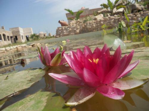 Bed & Breakfast Douar Noujoum