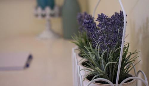 Hostal Lavender Lane