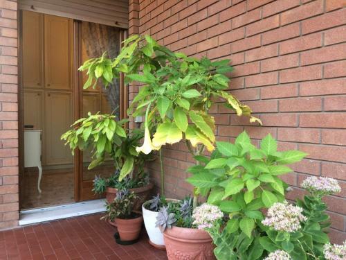 B&B Pergolesi