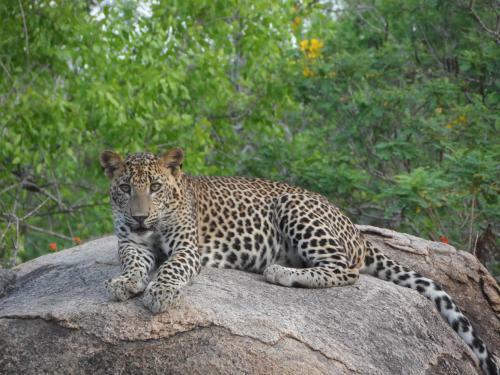 Janaka Safari Homestay