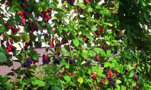 Bed & Breakfast Budai Vend�gh�z Panzi�