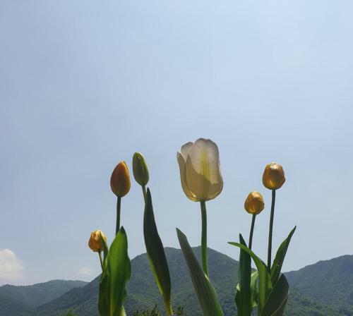 B&B Tulipano
