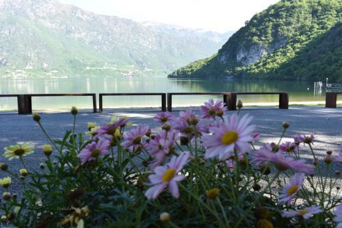 B&B Tulipano