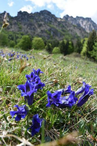 B&B Tulipano