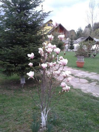 Hostal Perla Maramuresului