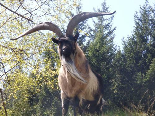 Bergchalet Obertalerhof