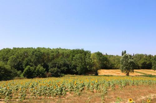 Apartamento Fattoria Il Musarone