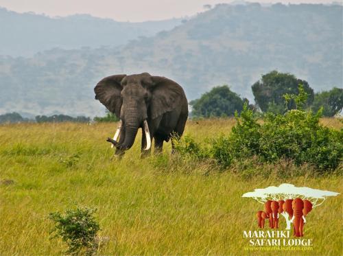 Marafiki Safari Lodge