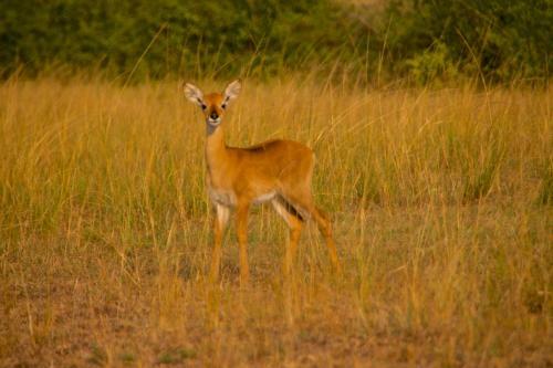 Marafiki Safari Lodge