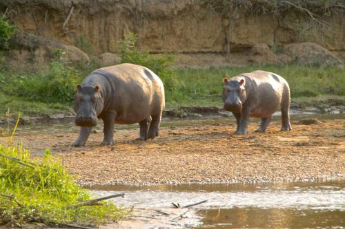 Marafiki Safari Lodge