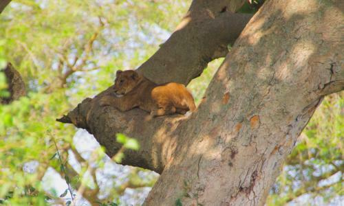 Marafiki Safari Lodge