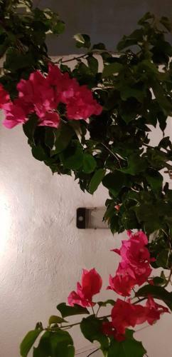 Douja Apartment