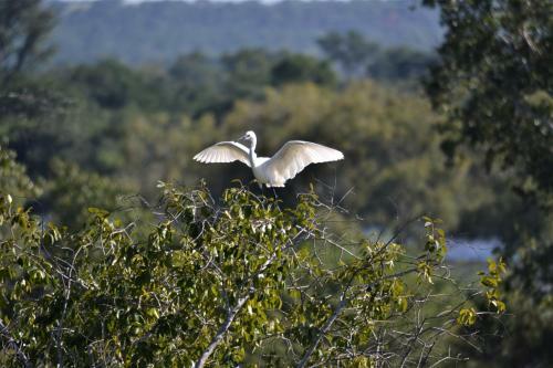 Victoria Falls River Lodge