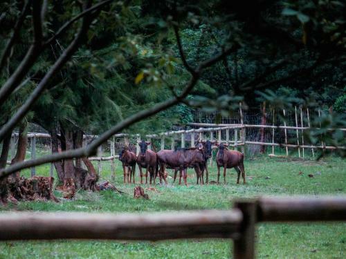 Agroturismo Silver Mist Resort
