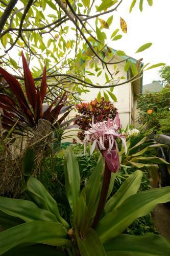 Bed & Breakfast The Old Wailuku Inn At Ulupono