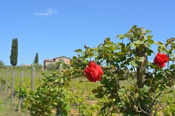 Agroturismo Borgo D� Brandi