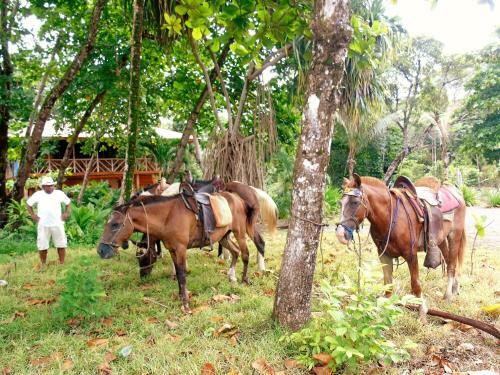 Bed & Breakfast Punta Preciosa