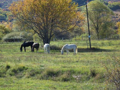 Hostal La Radice