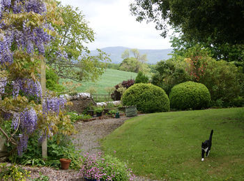 Plas Efenechtyd Cottage B&B