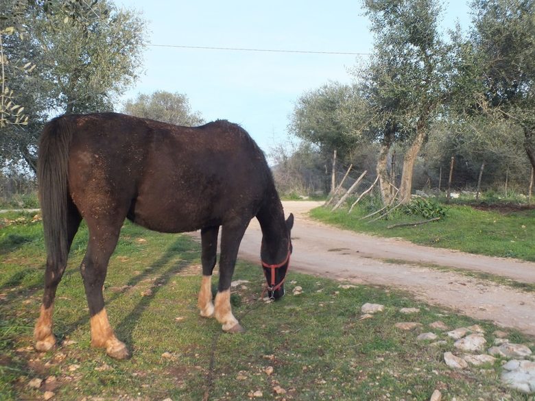 Gio Horses B&B