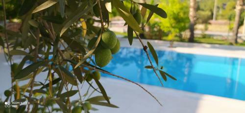 Green Garden Otel