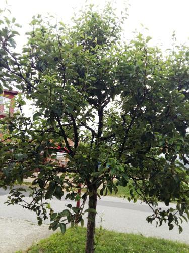 Apartamento Guesthouse Bimba