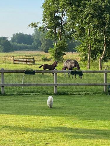 Bed & Breakfast Aan De Leijen
