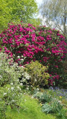 Bed & Breakfast Cruachan House